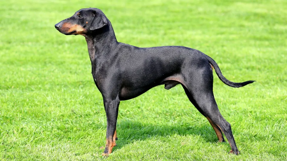 Manchester Terrier